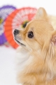 犬のイメージ